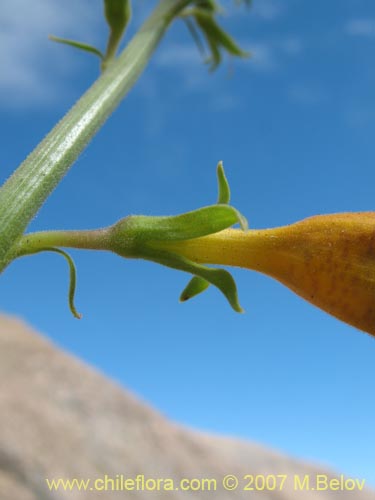 Фотография Argylia potentillaefolia (). Щелкните, чтобы увеличить вырез.