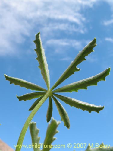 Argylia potentillaefolia的照片