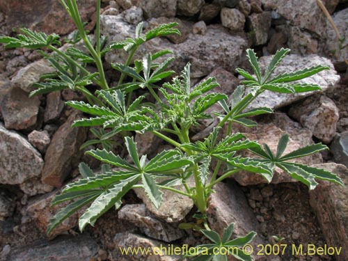 Argylia potentillaefoliaの写真