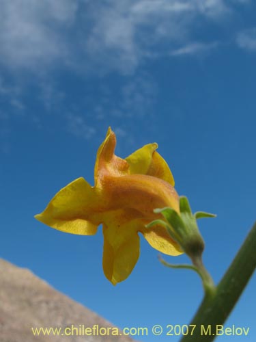 Imágen de Argylia potentillaefolia (). Haga un clic para aumentar parte de imágen.