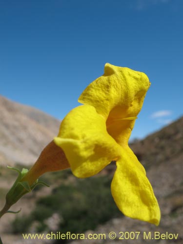 Imágen de Argylia potentillaefolia (). Haga un clic para aumentar parte de imágen.