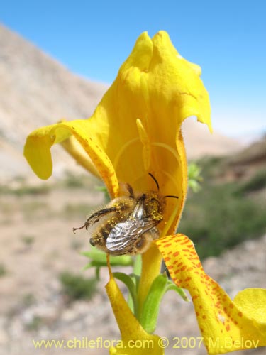 Imágen de Argylia potentillaefolia (). Haga un clic para aumentar parte de imágen.