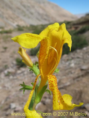 Фотография Argylia potentillaefolia (). Щелкните, чтобы увеличить вырез.