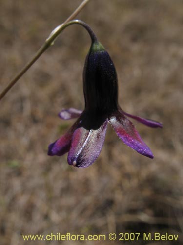 Image of Conanthera campanulata (). Click to enlarge parts of image.