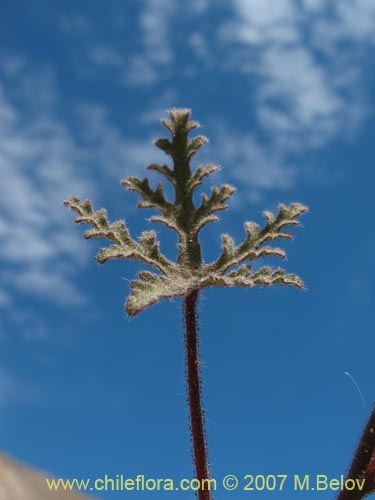 Image of Cristaria dissecta (). Click to enlarge parts of image.