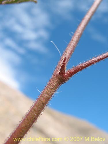 Imágen de Cristaria dissecta (). Haga un clic para aumentar parte de imágen.