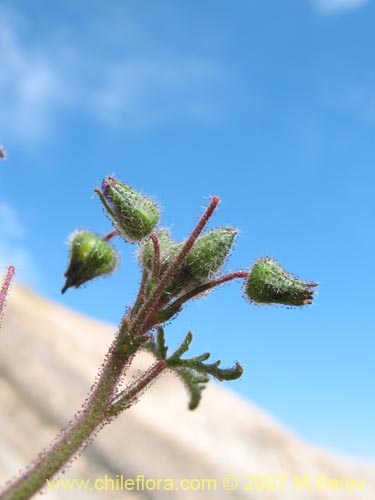 Image of Cristaria dissecta (). Click to enlarge parts of image.