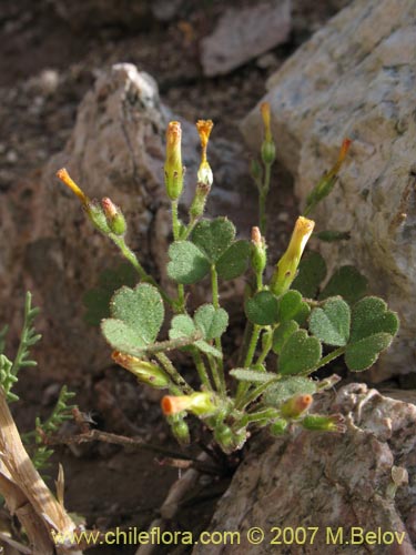 Image of Oxalis puberula (). Click to enlarge parts of image.