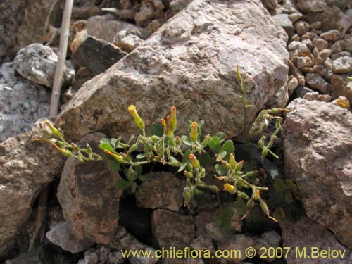 Image of Oxalis puberula (). Click to enlarge parts of image.