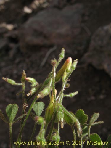 Bild von Oxalis puberula (). Klicken Sie, um den Ausschnitt zu vergrössern.