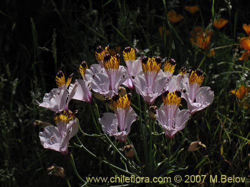 Bild von Alstroemeria pulchra var. maxima (). Klicken Sie, um den Ausschnitt zu vergrössern.