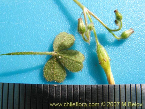 Image of Oxalis puberula (). Click to enlarge parts of image.