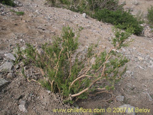 Bild von Argylia potentillaefolia (). Klicken Sie, um den Ausschnitt zu vergrössern.