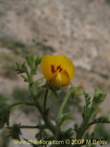 Imágen de Adesmia parviflora (). Haga un clic para aumentar parte de imágen.