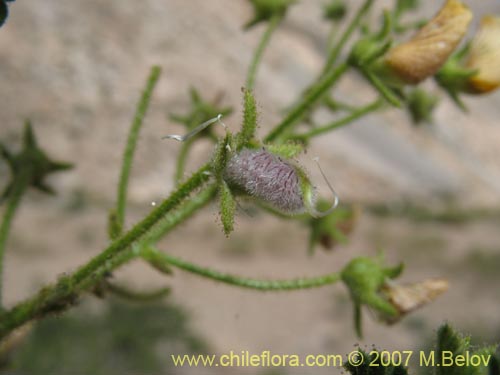 Imágen de Adesmia parviflora (). Haga un clic para aumentar parte de imágen.