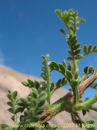 Imágen de Adesmia parviflora (). Haga un clic para aumentar parte de imágen.