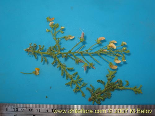 Adesmia parviflora的照片