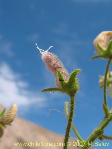 Image of Adesmia parviflora (). Click to enlarge parts of image.