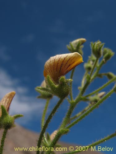 Imágen de Adesmia parviflora (). Haga un clic para aumentar parte de imágen.