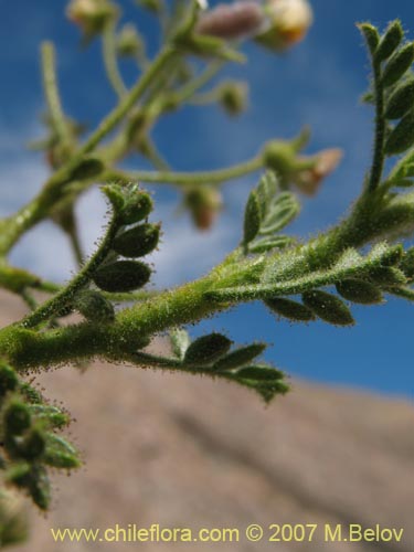 Imágen de Adesmia parviflora (). Haga un clic para aumentar parte de imágen.