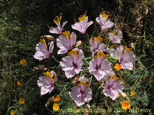 Bild von Alstroemeria pulchra var. maxima (). Klicken Sie, um den Ausschnitt zu vergrössern.