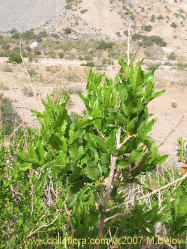 Bild von Proustia ilicifolia (Huañil). Klicken Sie, um den Ausschnitt zu vergrössern.