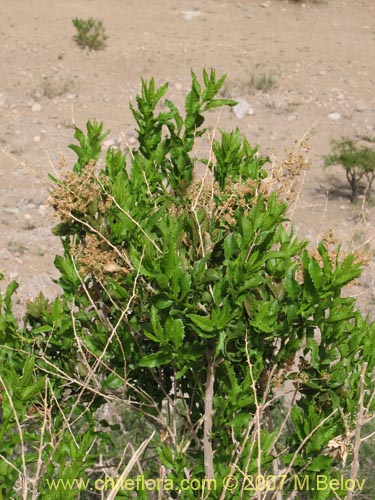 Bild von Proustia ilicifolia (Huañil). Klicken Sie, um den Ausschnitt zu vergrössern.