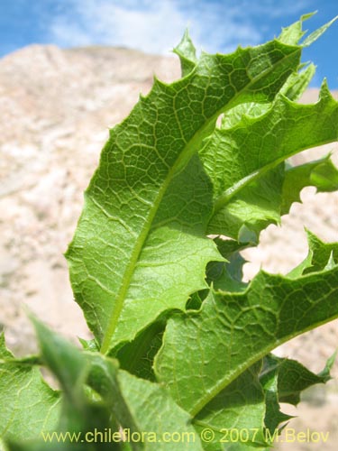 Bild von Proustia ilicifolia (Huañil). Klicken Sie, um den Ausschnitt zu vergrössern.