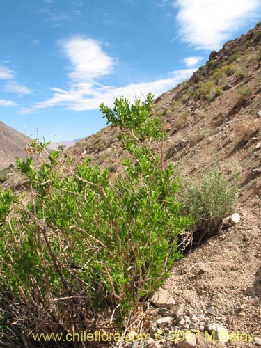 Imágen de Argylia potentillaefolia (). Haga un clic para aumentar parte de imágen.