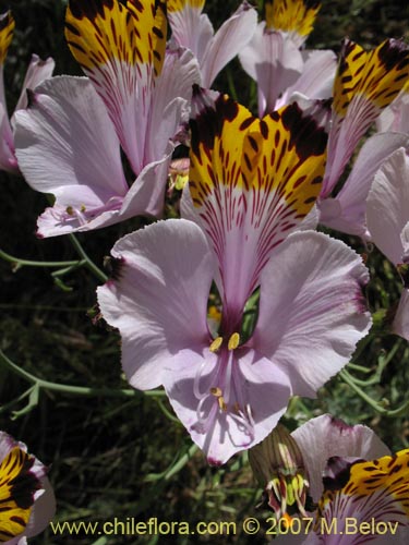 Bild von Alstroemeria pulchra var. maxima (). Klicken Sie, um den Ausschnitt zu vergrössern.