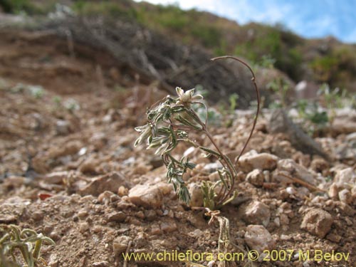 Image of Unidentified Plant sp. #3015 (). Click to enlarge parts of image.