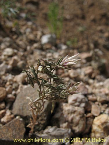 Imágen de Planta no identificada sp. #3015 (). Haga un clic para aumentar parte de imágen.