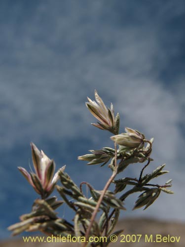 Image of Unidentified Plant sp. #3015 (). Click to enlarge parts of image.