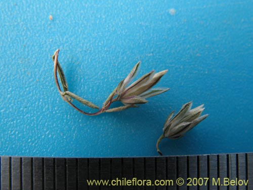 Image of Unidentified Plant sp. #3015 (). Click to enlarge parts of image.