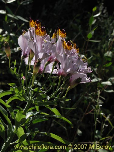 Bild von Alstroemeria pulchra var. maxima (). Klicken Sie, um den Ausschnitt zu vergrössern.