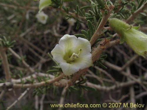 Imágen de Phrodus microphyllus (Monte de burro). Haga un clic para aumentar parte de imágen.