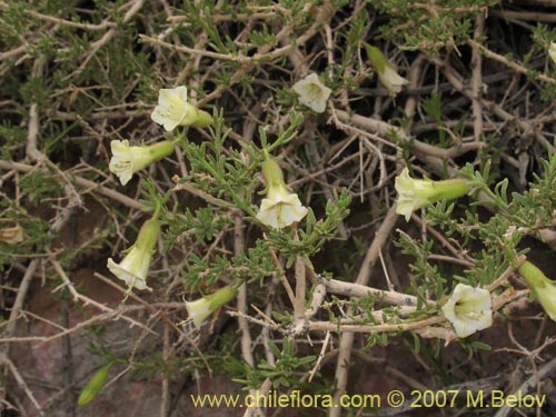 Imágen de Phrodus microphyllus (Monte de burro). Haga un clic para aumentar parte de imágen.