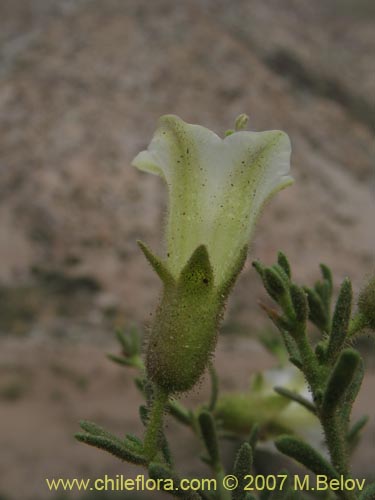 Imágen de Phrodus microphyllus (Monte de burro). Haga un clic para aumentar parte de imágen.