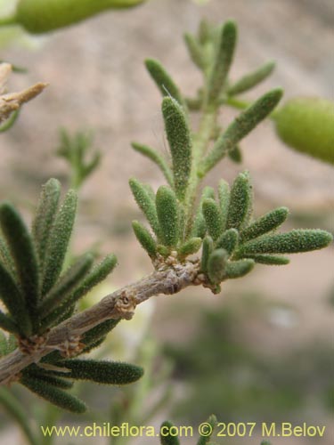 Image of Phrodus microphyllus (Monte de burro). Click to enlarge parts of image.