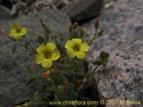 Фотография Oxalis puberula (). Щелкните, чтобы увеличить вырез.