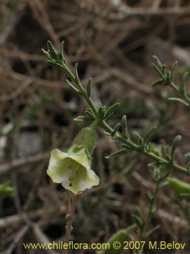 Imágen de Phrodus microphyllus (Monte de burro). Haga un clic para aumentar parte de imágen.