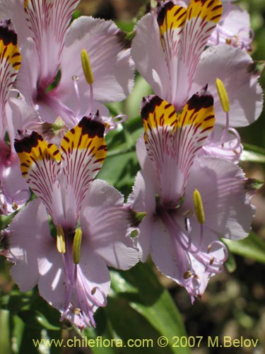 Image of Alstroemeria pulchra var. maxima (). Click to enlarge parts of image.