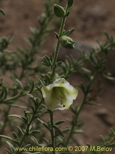 Bild von Phrodus microphyllus (Monte de burro). Klicken Sie, um den Ausschnitt zu vergrössern.