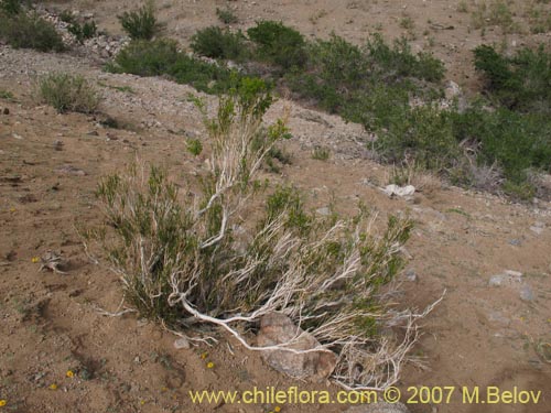 Image of Argylia potentillaefolia (). Click to enlarge parts of image.