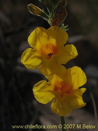 Argylia potentillaefolia의 사진