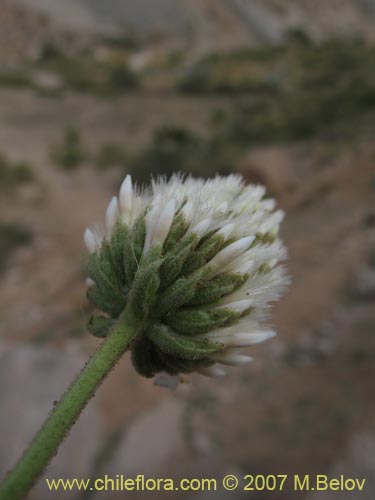 Imágen de Polyachyrus carduoides (). Haga un clic para aumentar parte de imágen.