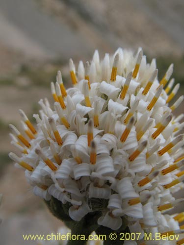 Imágen de Polyachyrus carduoides (). Haga un clic para aumentar parte de imágen.