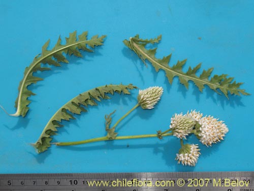 Polyachyrus carduoides的照片