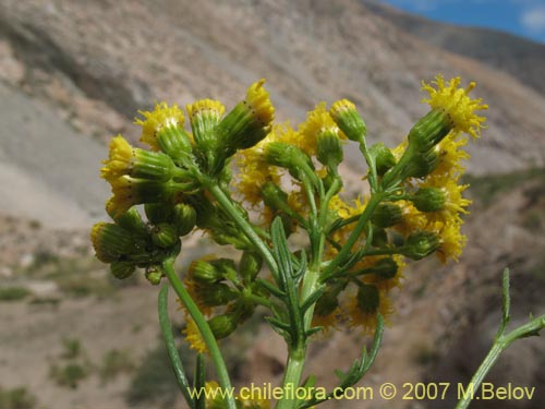 Imágen de Senecio johnstonianus (). Haga un clic para aumentar parte de imágen.