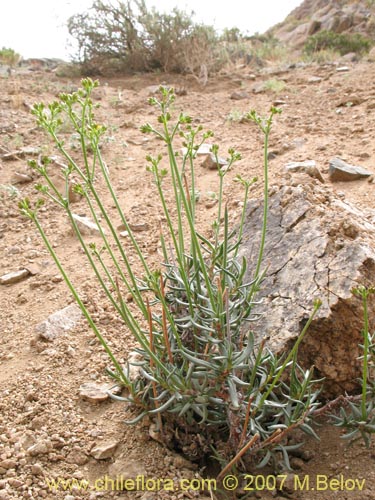 Imágen de Planta no identificada sp. #3016 (). Haga un clic para aumentar parte de imágen.